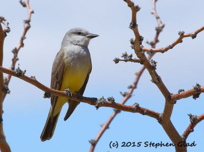 Western Kingbird