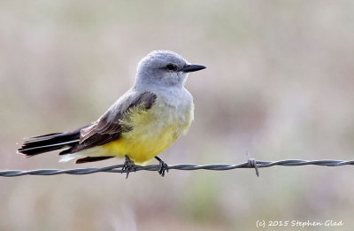 Western Kingbird