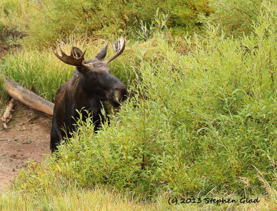 Bull Moose