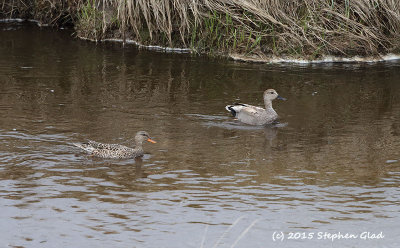 Gadwall (male and female)