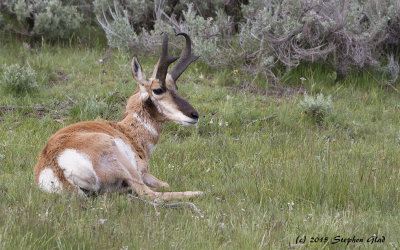 Pronghorn Antelope