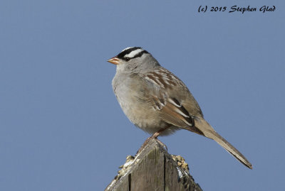 White-crowned Sparrow