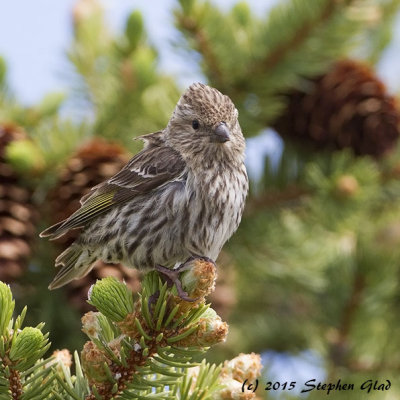 Pine Siskin (female)