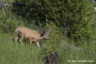 Mule Deer Buck