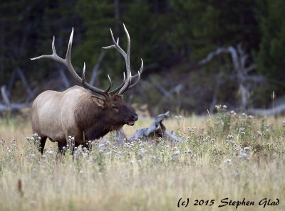 Bull Elk 7x6 