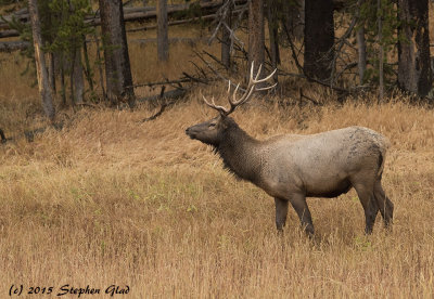 Bull Elk 5x4