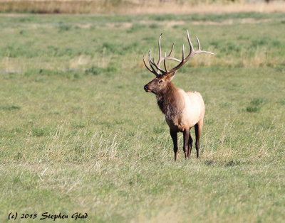 Bull Elk 6x6