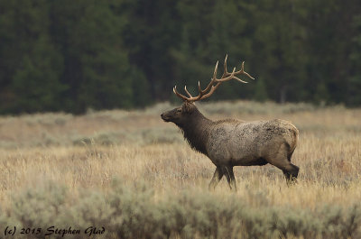 Bull Elk 6x6 
