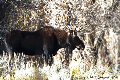 Bull Moose