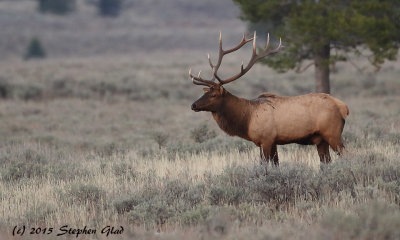 Bull Elk 7x6