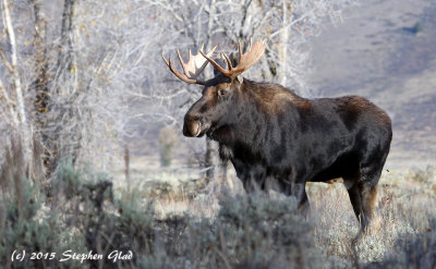 Bull Moose