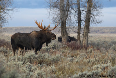 Bull Moose (cow in background)