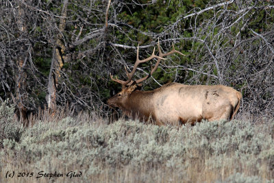 Bull Elk 6x6