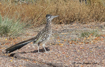 Greater Roadrunner