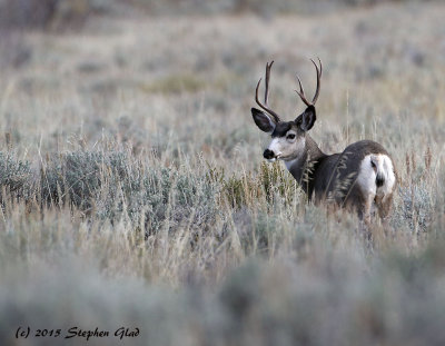 Mule Deer Buck