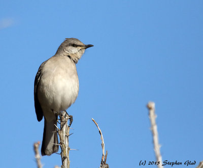 Northern Mockingbird