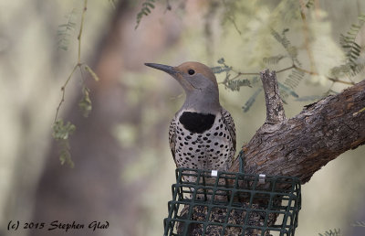 WOODPECKERS