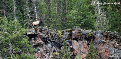 Bull Elk