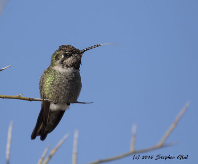 Anna's Hummingbird (immature male)