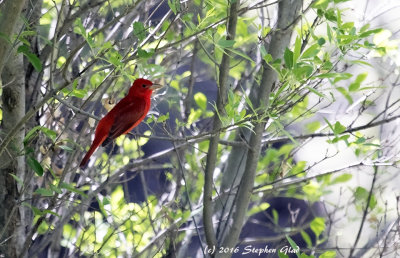 Summer Tanager