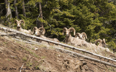 Big Horn Sheep