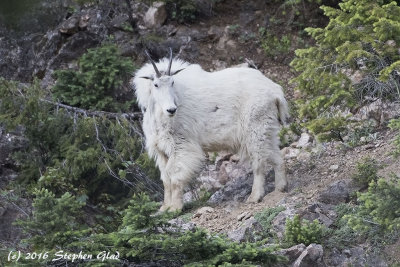 Mountain Goat