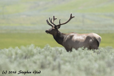 Bull Elk