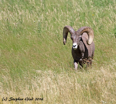 Big Horn Ram