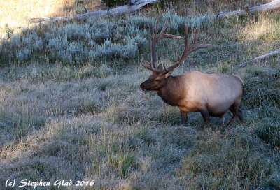 Bull Elk 7x6