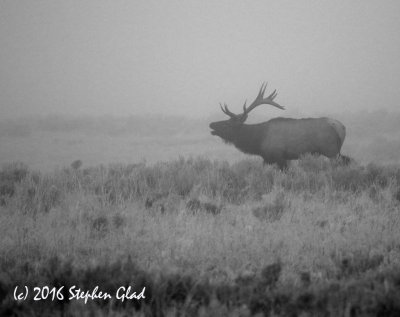 Bull Elk