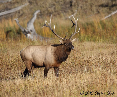 Bull Elk 7x6