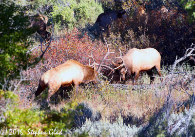 Bull Elk - The Rut