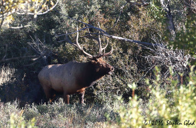 Bull Elk