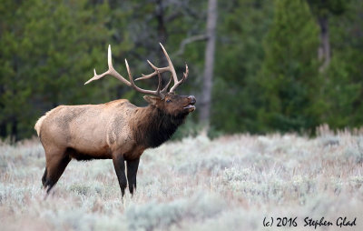 Bull Elk