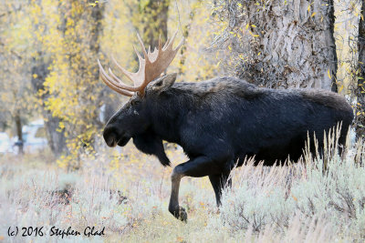 Bull Moose