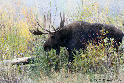Bull Moose