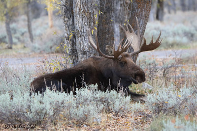 Bull Moose