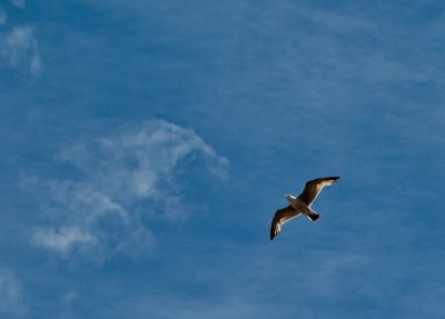 bird on high.jpg