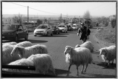 shepherd , nowadays 