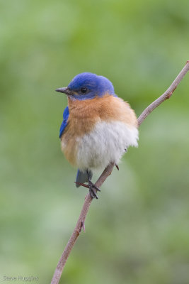 Eastern Bluebird-7634.jpg