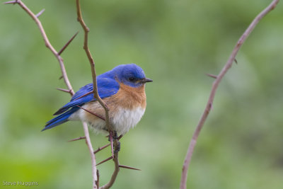 Eastern Bluebird-7647.jpg
