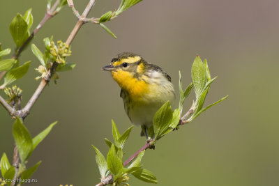 Blackburnian Warbler-7656.jpg