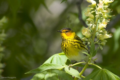 Cape May Warbler-7816.jpg