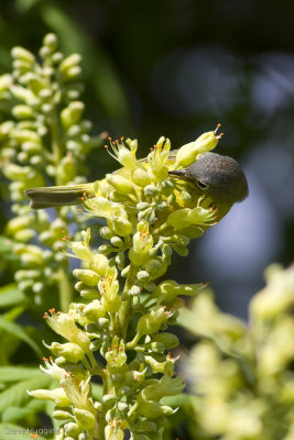 Nashville Warbler-7688.jpg