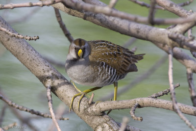 Sora-7969.jpg