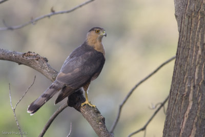 Coopers Hawk-7981.jpg