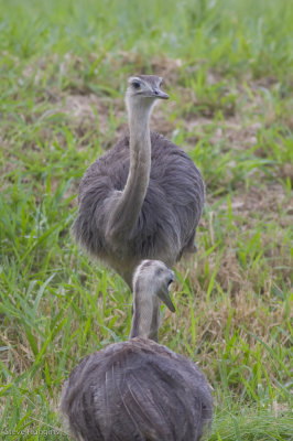 Greater Rhea-8215.jpg