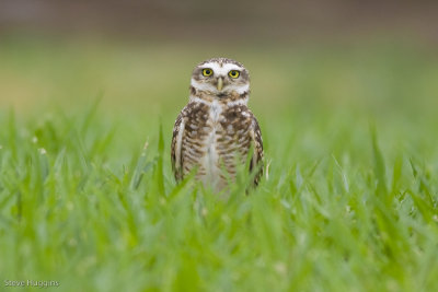 Burrowing Owl-8223.jpg