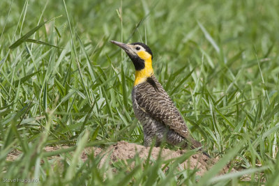 Campo Flicker-8295.jpg