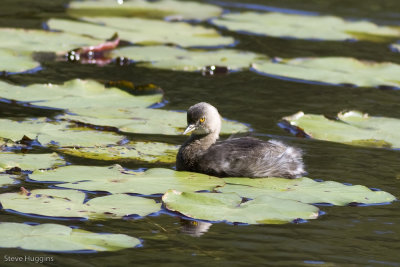 Least Grebe-8484.jpg